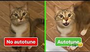 Cat Singing - No Autotune & Autotune edit