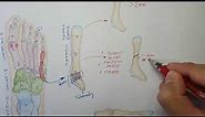 5th Metatarsal bone fractures explained