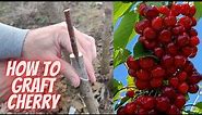 Cherry grafting
