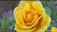 Gold glow rose, zone 10B