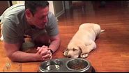 11-week-old Lab Puppy Praying w/Daddy Before Dinner