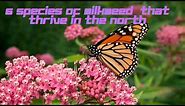 6 Species of Milkweed that Thrive in the North, Perfect Host Plants for the Monarch Butterfly