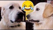 Cute Dog Makes Funny Faces COMPILATION