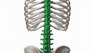 Vertebral column (spine)