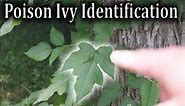 Poison Ivy Identification - How to Identify Poison Ivy Plants