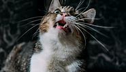 Complications After Tooth Extraction in Cats: Care Tips