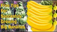 Easy Way to Grow Big Bananas