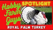 HFG Farm Animal Spotlight: Royal Palm Turkey *TURKEY WEEK*