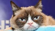 Report that Grumpy Cat made $99.5 million in two years is "completely inaccurate"