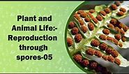 Plant and Animal Life:-Reproduction through spores || VII Class