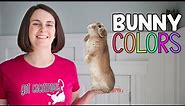 What Color is my Bunny? Rabbit Color Guide!