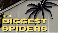 Top 10 BIGGEST Spiders In The World