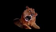 MGM Leo The Lion Video Footage
