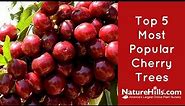 Top 5 Most Popular Cherry Trees | NatureHills com
