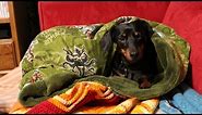 DIY Puppy Snuggle Sleeper Bag [EASY] - Whitney Sews