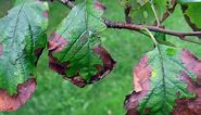 Why Apple Tree Leaves Turn Brown (and How To Fix It)