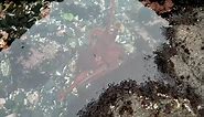 Giant Pacific Octopus Filmed Swimming in Oregon
