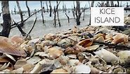 Exploring an island of seashells. Bucket list shells and fabulous ocean treasures!