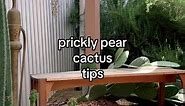 Prickly pear cactus maintenance and care #pricklypearcactus #cactuscaretip