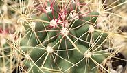 Types of Cactus in Texas? - MitCityFarm