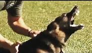 K9 Hard Hitting Takedowns and Apprehensions