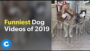 Funniest Dog Videos of 2019 | Chewy