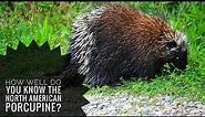 North American Porcupine || Description, Characteristics and Facts!