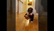 UPS delivery dog costume