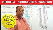 Medulla Oblongata | Structure and Function | Neuroanatomy