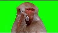 Monkey Making a Phone Call - Green Screen