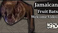 Jamaican Fruit Bats | Welcome to Blank Park Zoo
