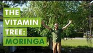 My Top Tree to Plant in Every Yard in Florida: Moringa, The Vitamin Tree