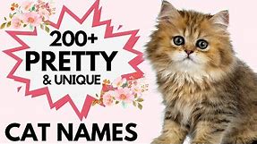 200+ Pretty and Unique Female Cat Name | Unique and Rare Cat Names | Girl Cat Names