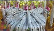 Delicious Knife Fish Kosha - Churi Fish Curry Cooking in Village - 60 KG Fish Vuna for Villagers