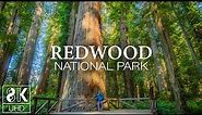 Silent Wallpapers Slideshow 8K HDR - Amazing Nature of Redwood National Park