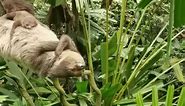 Singapore Zoo Sloth Strikes Impressive Pose as Pup Sleeps Soundly on Its Belly