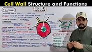 Cell Wall: How It Works & What You Need to Know (A & AS Level Biology)