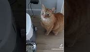 kitty demanding food 😂