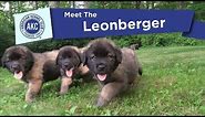 AKC's Meet the Leonberger