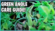 How to take Care of Green Anoles! Green Anole Care Guide!
