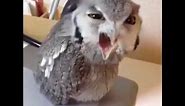 Speaking Owl "Hey!"