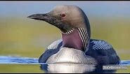 Black throated loon (Gavia arctica) sound call and song