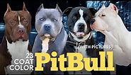 Pitbull Colors: 23 Coat Color Variations Explained (With Pictures)