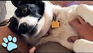 Border Collies Are Awesome! | Funny Dog Compilation | That Pet Life
