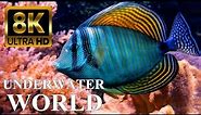 Underwater World 8K ULTRA HD – Marine Life, Sea Animals and Coral Reef