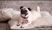 Understanding Your Pug s Tail Language