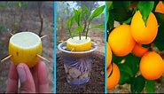 Grow lemons from lemon fruits |easiest procedure in the World | 100%success in water |
