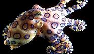 Octopus: Beautiful Ocean Creatures - Nature Documentary