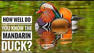 Mandarin duck || Description, Characteristics and Facts!