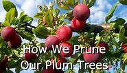 How to Prune Fruit Trees (Plums)